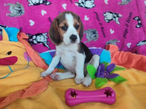 Mini Beagle