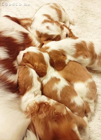 Cavalier King Charles Spániel kölykök eladók