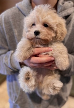 Maltipoo