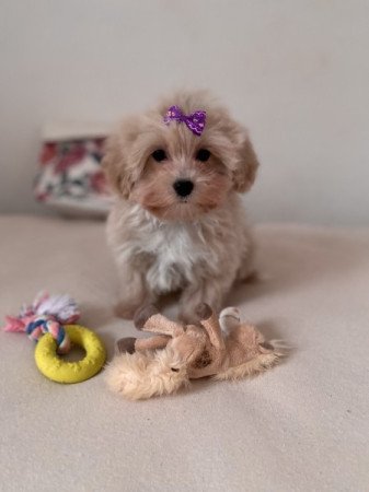 Maltipoo
