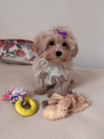 Maltipoo