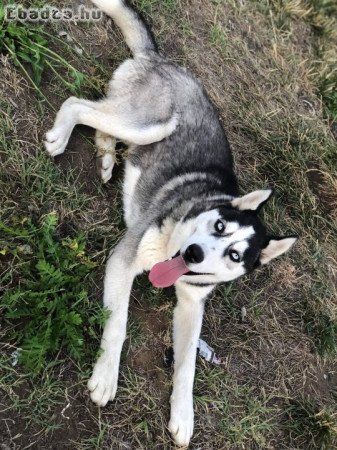 Husky eladó