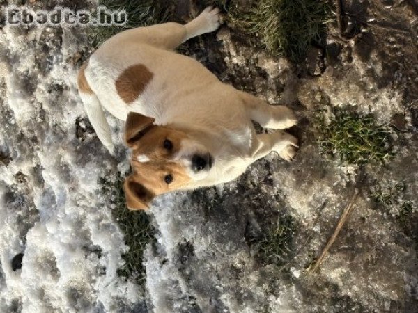 jack russell ingyen elvihetö