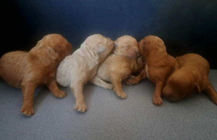 Máltai+uszkár=Maltipoo havanese bichon