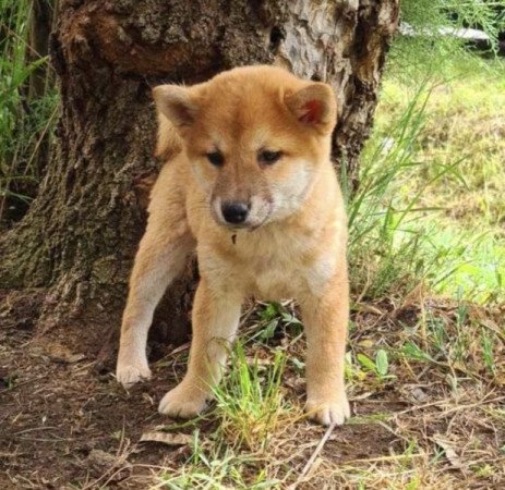 Shiba Inu