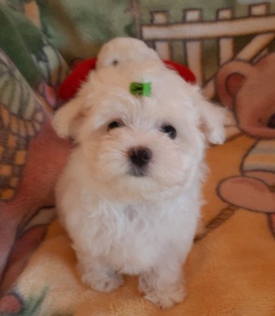 Bichon Havanese