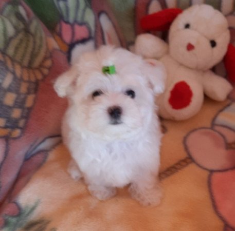 Bichon Havanese