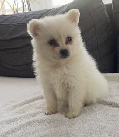 Pomerániai Törpe Spitz