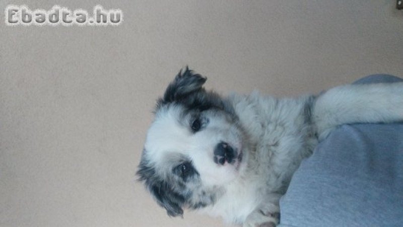 Border collie kiskutyák  eladók