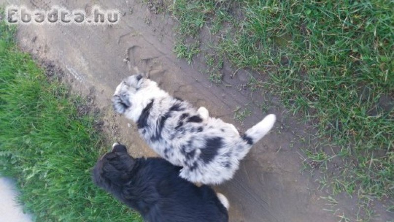Border collie kiskutyák  eladók