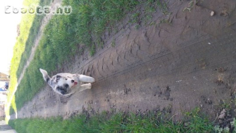 Border collie kiskutyák  eladók