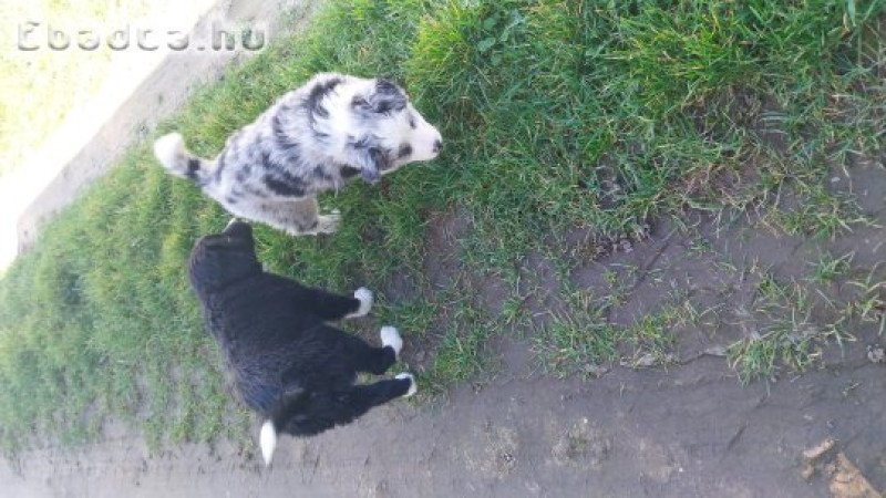 Border collie kiskutyák  eladók