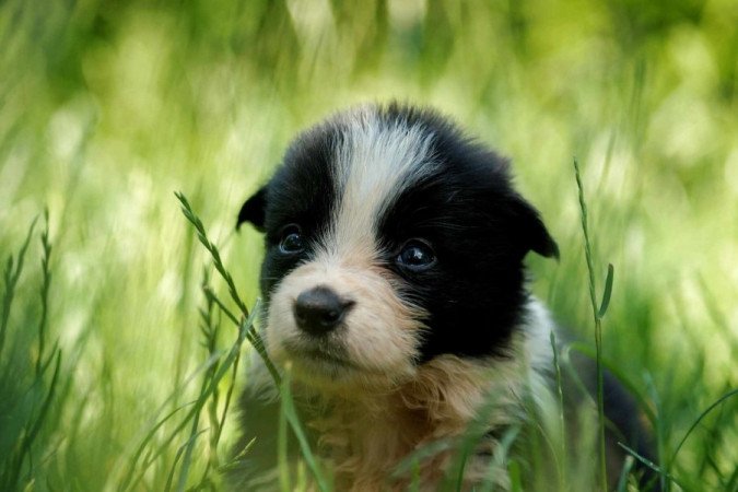 Border Collie