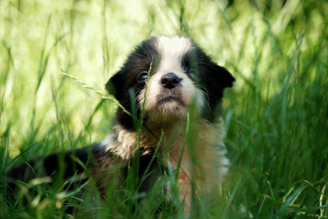 Border Collie