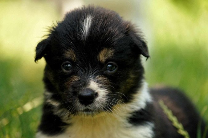 Border Collie