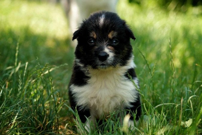 Border Collie