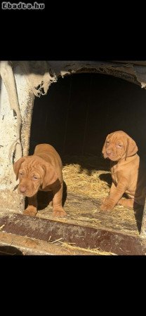 Vízsla kölyök kutyák