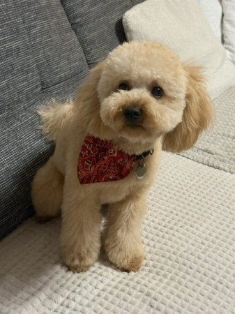 Máltai+uszkár=Maltipoo havanese bichon