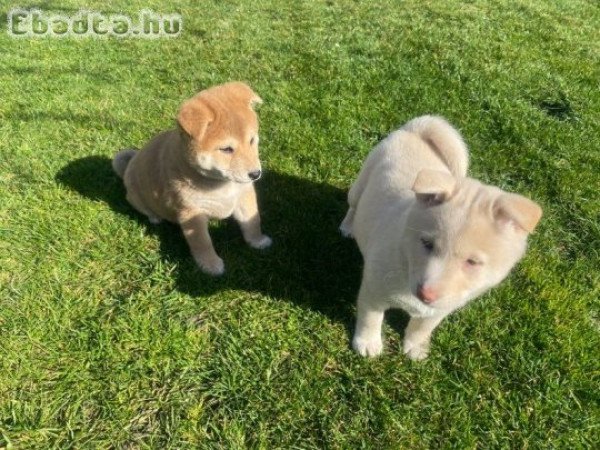 Shiba Inu kölykök