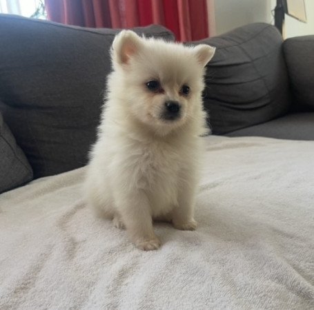 Pomerániai Törpe Spitz