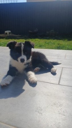 Border collie