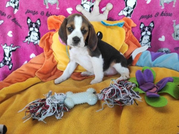 Mini Beagle