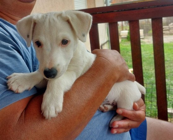 Jack Russel terrier