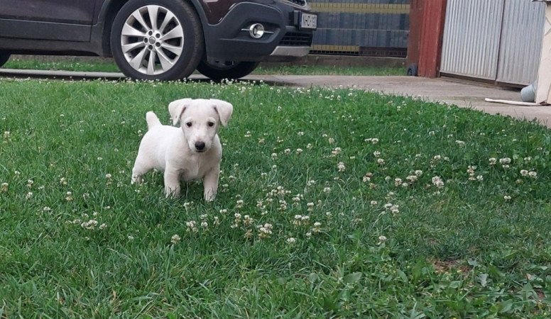 Jack Russel terrier