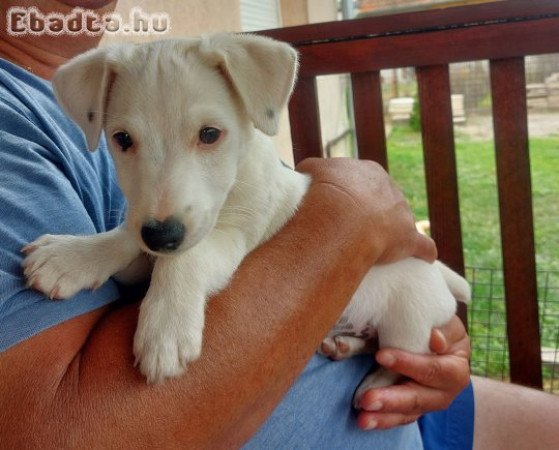 Jack Russel terrier kiskutya eladó