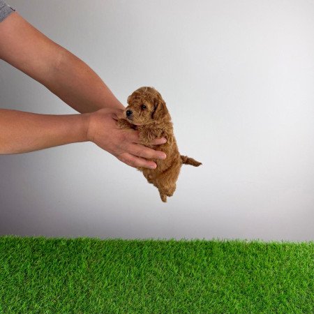 Törzskönyves Törpe uszkár kiskutya