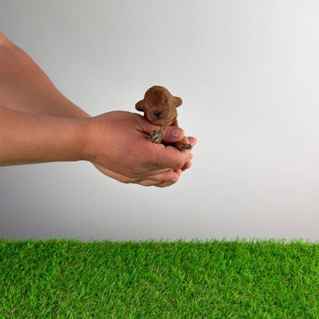 Törzskönyves Törpe uszkár kiskutya