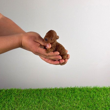 Törzskönyves Törpe uszkár kiskutya