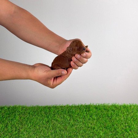 Törzskönyves Törpe uszkár kiskutya