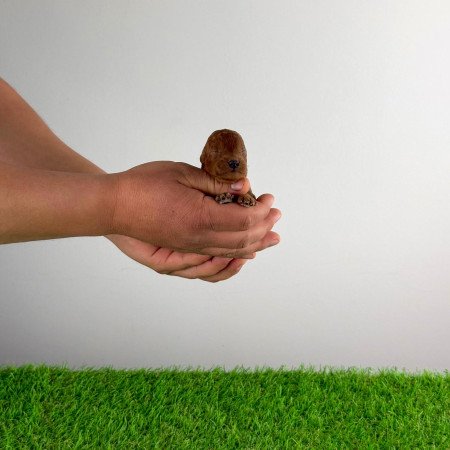 Törzskönyves Törpe uszkár kiskutya