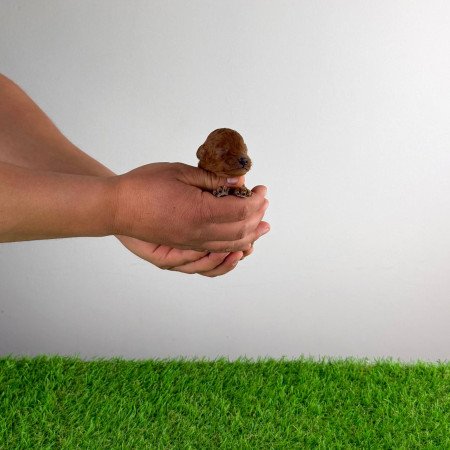 Törzskönyves Törpe uszkár kiskutya