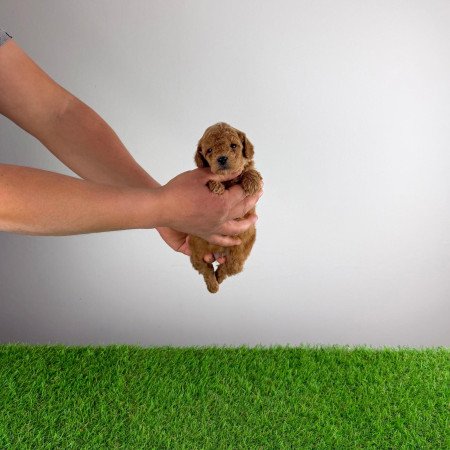 Törzskönyves Törpe uszkár kiskutya