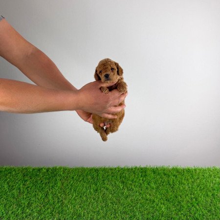 Törzskönyves Törpe uszkár kiskutya