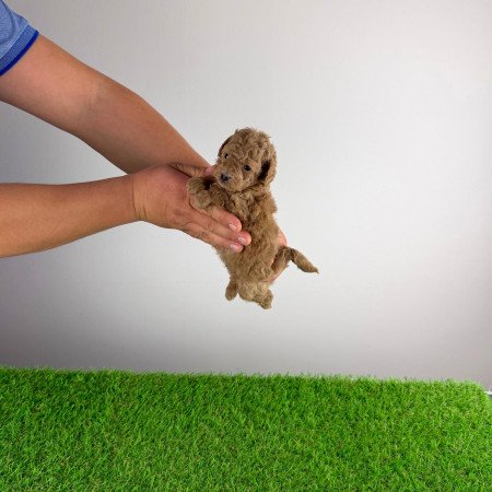 Törzskönyves Toy uszkár kan kiskutya