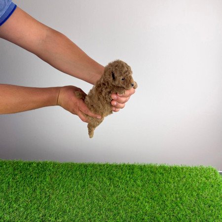 Törzskönyves Toy uszkár kan kiskutya