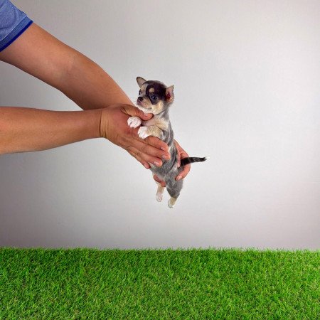 Törzskönyves Csivava kiskutya