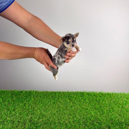 Törzskönyves Csivava kiskutya