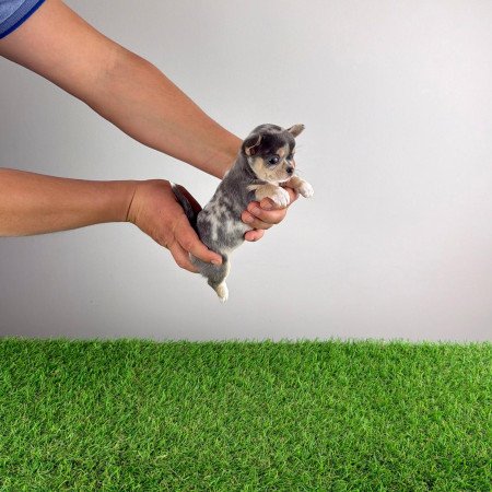 Törzskönyves Csivava kiskutya