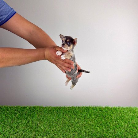 Törzskönyves Csivava kiskutya