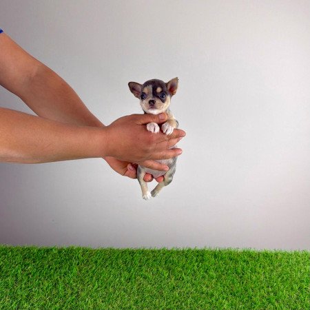 Törzskönyves Csivava kiskutya