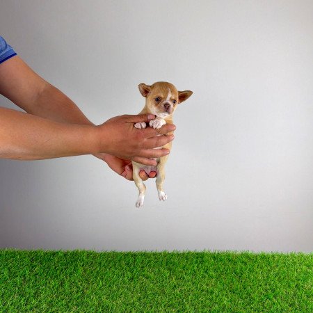 Törzskönyves Csivava kiskutya