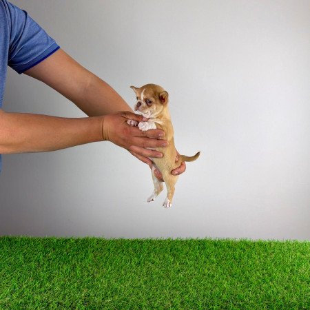 Törzskönyves Csivava kiskutya