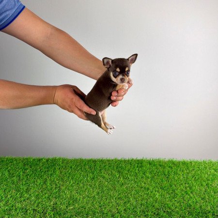 Törzskönyves Csivava kiskutya