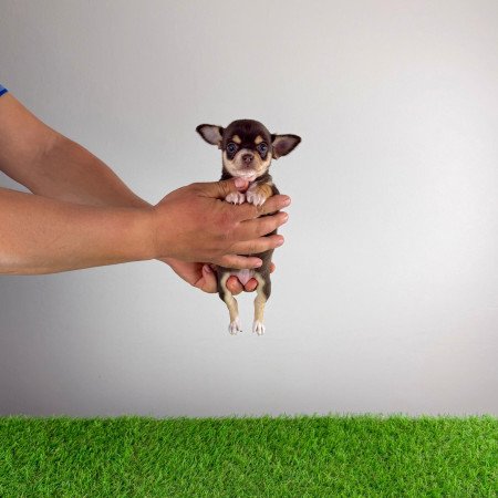 Törzskönyves Csivava kiskutya