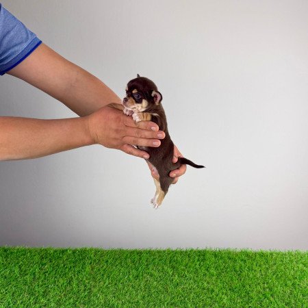 Törzskönyves Csivava kiskutya