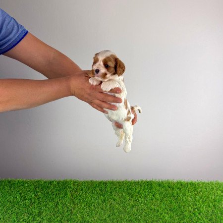 Törzskönyves Cavalier King Charles Spániel kiskutya